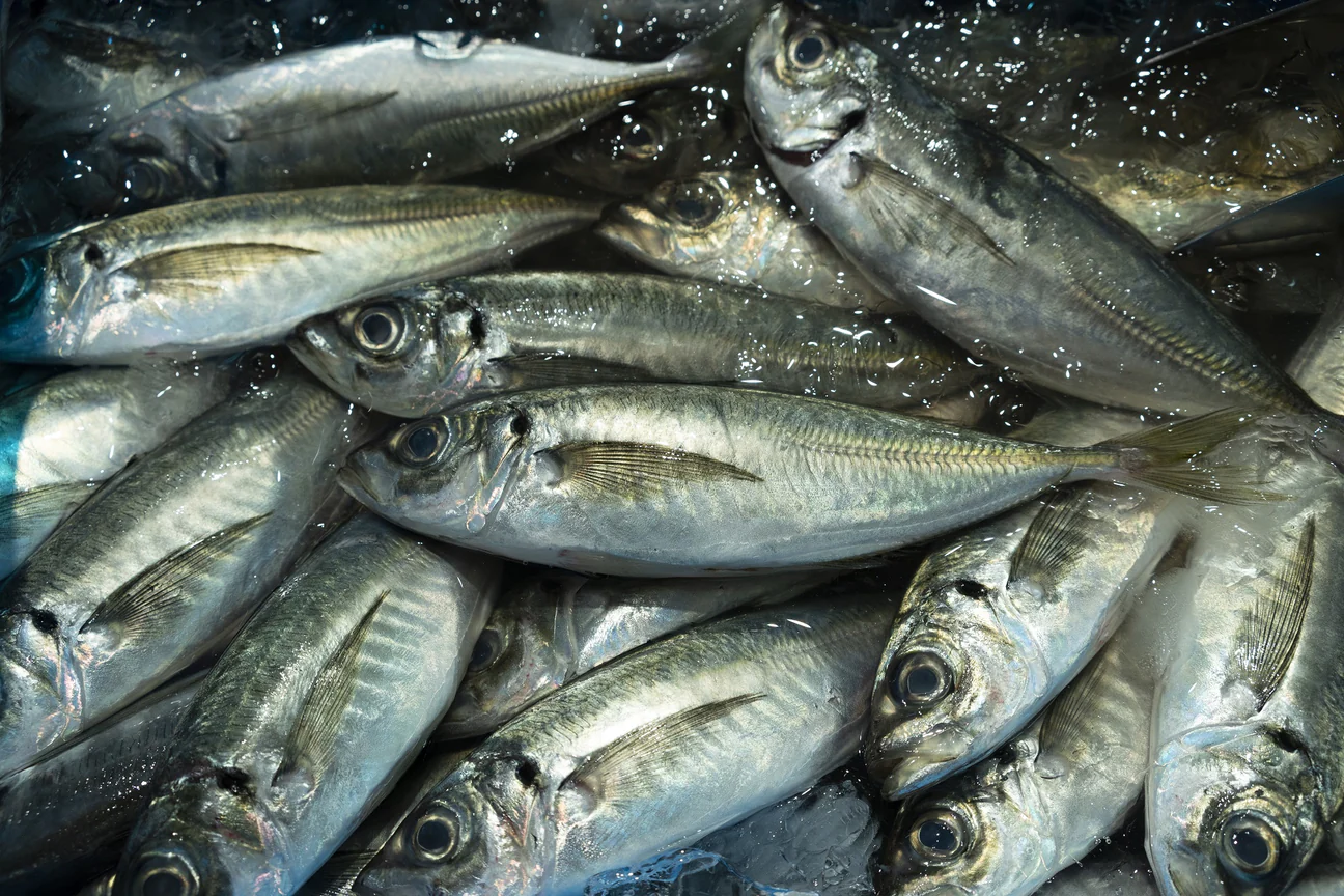 2000_3531f0e5-1340-495d-8142-3106fff8b530_1296x